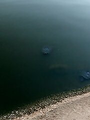 8 pictures - Kayla Coyote Turtles All The Way Down