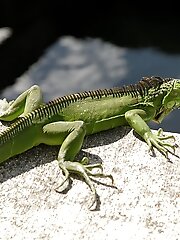8 pictures - Carmen Rae Domesticated Iguanas