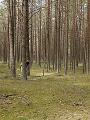 8 pictures - Three Girls One Forest